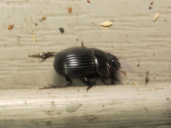 Copris minutus