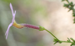 Jamesbrittenia aspalathoides