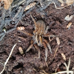 Arctosa personata