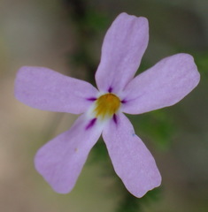 Jamesbrittenia aspalathoides