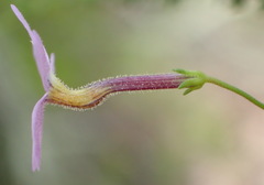 Jamesbrittenia aspalathoides