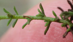 Jamesbrittenia aspalathoides