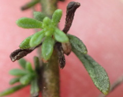 Jamesbrittenia aspalathoides