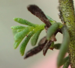 Jamesbrittenia aspalathoides