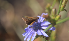Lerodea eufala concepcionis