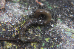Lumbricus terrestris