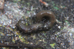 Lumbricus terrestris