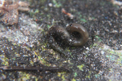 Lumbricus terrestris