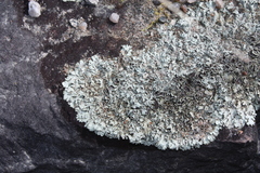 Xanthoparmelia viriduloumbrina