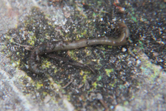 Lumbricus terrestris