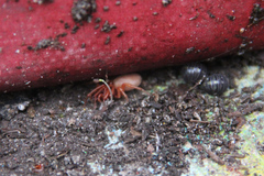 Dysdera crocata