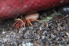 Dysdera crocata