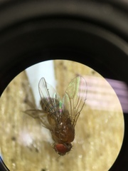 Drosophila melanogaster