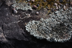 Xanthoparmelia viriduloumbrina