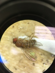 Drosophila melanogaster