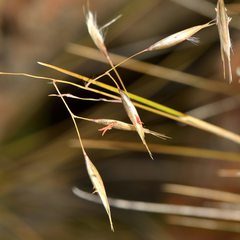 Rytidosperma setifolium