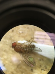 Drosophila melanogaster