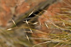 Rytidosperma setifolium