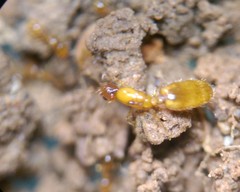 Solenopsis carolinensis
