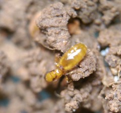 Solenopsis carolinensis