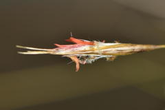 Rytidosperma setifolium