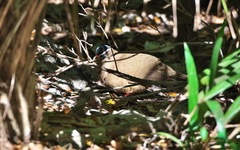 Starnoenas cyanocephala