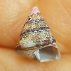 Jujubinus exasperatus