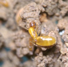 Solenopsis carolinensis