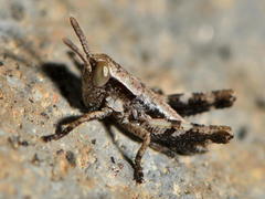 Phaulacridium marginale