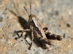 Phaulacridium marginale