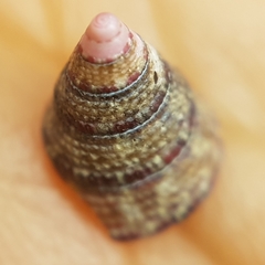 Jujubinus exasperatus