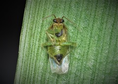 Orthops campestris