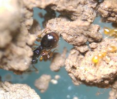 Myrmecina americana