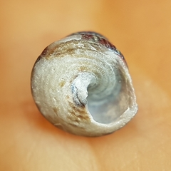 Jujubinus exasperatus