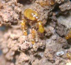 Solenopsis carolinensis