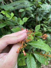 Palicourea crocea