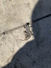 Sceloporus occidentalis