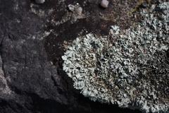 Xanthoparmelia viriduloumbrina