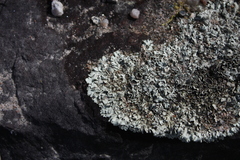 Xanthoparmelia viriduloumbrina