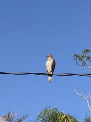 Buteo lineatus