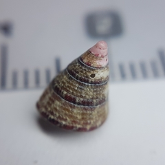 Jujubinus exasperatus