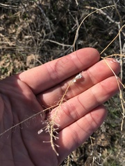 Lepidium perfoliatum