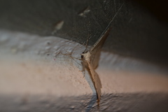 Adactylotis gesticularia