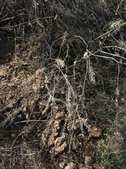 Lepidium perfoliatum