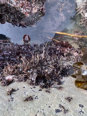 Constantinea simplex