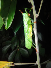 Oxyprora curvirostris