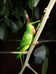 Oxyprora curvirostris