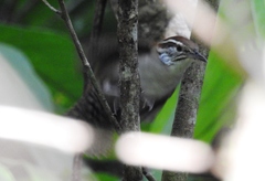 Thryophilus rufalbus