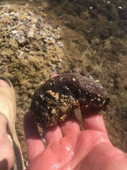 Holothuria cinerascens