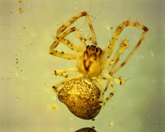 Mimetidae